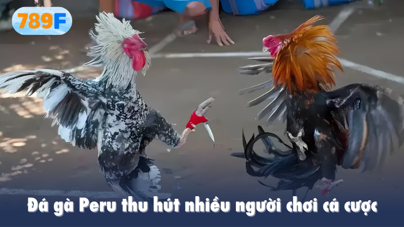 Đá gà Peru thu hút nhiều người chơi cá cược