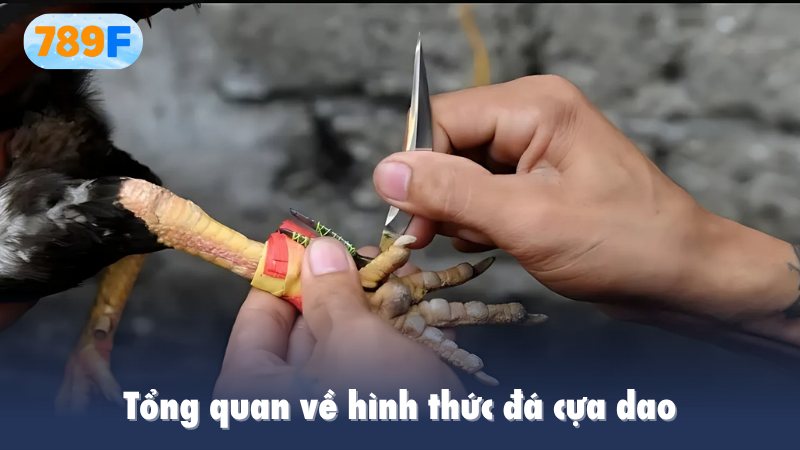 Tổng quan về hình thức đá cựa dao